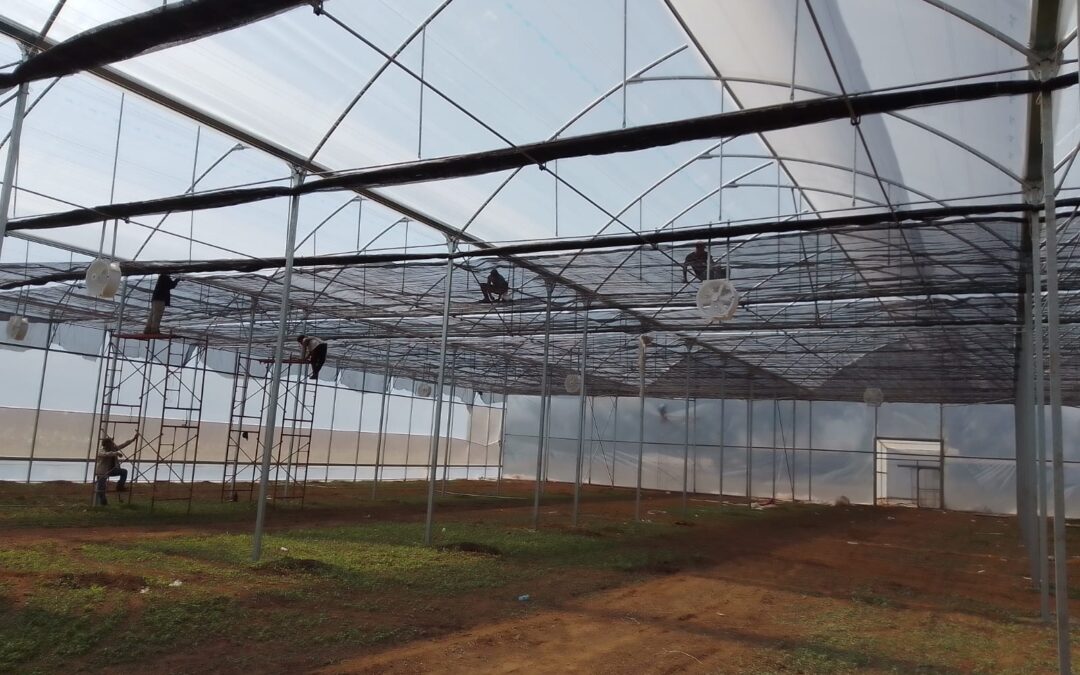 Cómo los invernaderos modelo están transformando la agricultura sostenible en Guatemala