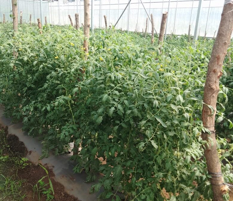 Estrategias agrícolas frente al cambio climático: innovación y tecnología en invernaderos